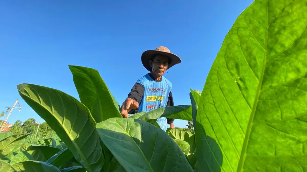 HIJAU: Petani tembakau Lasip melihat tanaman miliknya di Desa Waru Barat, Kecamatan Waru, Kamis (25/6).