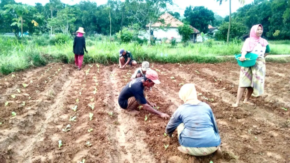 PAKAI METODE KONVENSIONAL: Petani menanam tembakau di Desa Pakondang, Kecamatan Rubaru, Sumenep, Minggu (25/5). (MOH. LATIF/JPRM)