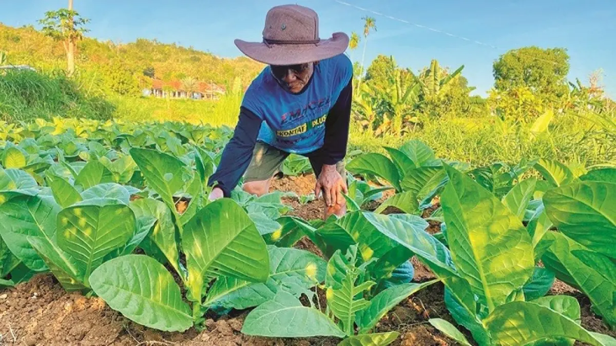 TELATEN: Petani membersihkan ulat yang menempel di daun tembakau di Desa Waru Barat, Kecamatan Waru, Pamekasan, Kamis (25/6). (MOH. IQBAL AFGANI/JPRM)