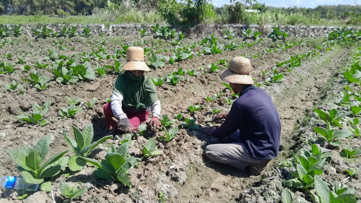 DAUN EMAS: Petani di Desa Artodung, Kecamatan Galis, Pamekasan, sedang merawat tanaman tembakaunya.