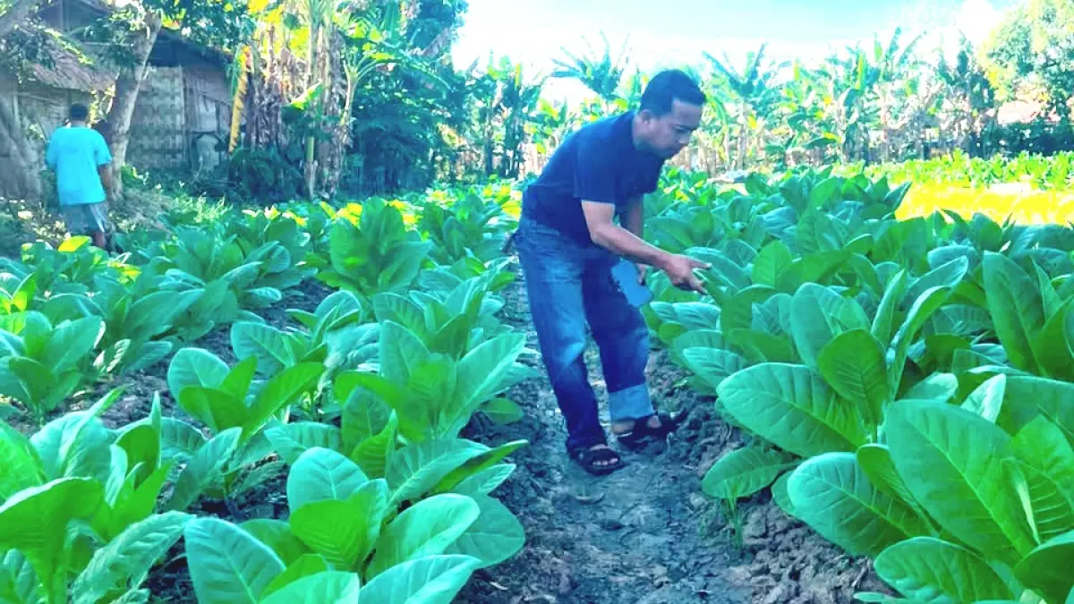 DAUN EMAS: Kondisi tanaman tembakau di Kecamatan Blega, Kabupaten Bangkalan.