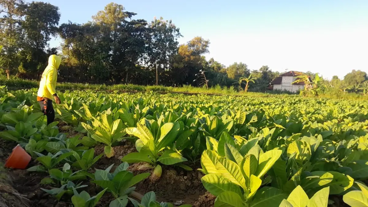 DAUN EMAS: Seorang petani sedang memupuk tanaman tembakau di Kelurahan Bugih, Pamekasan, Sabtu (6/6).