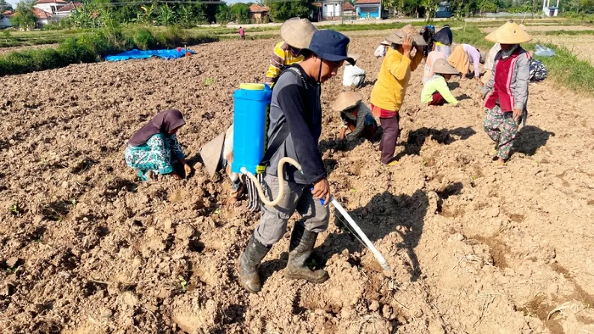 KERJA KERAS: Moh. Sugianto menyiram bibit tembakau yang baru ditanam di Kecamatan Blega, Kabupaten Bangkalan.