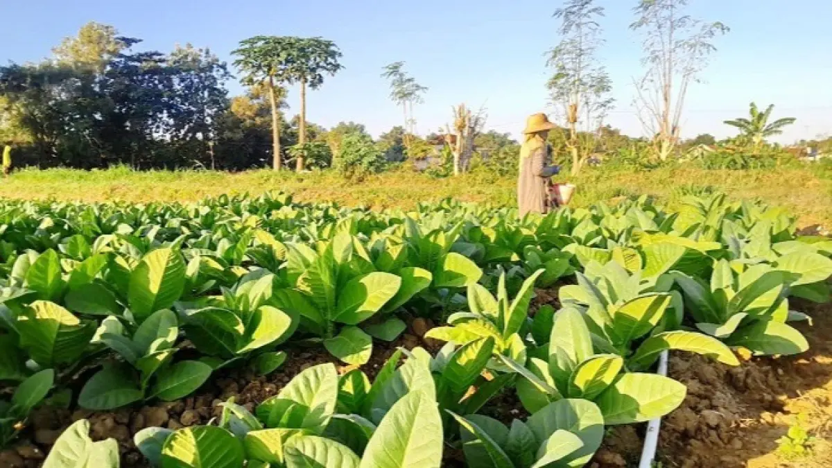 MUSIM TANAM: Petani di Kelurahan Bugih, Pamekasan, sedang memupuk tanaman tembakaunya, Minggu (6/7). (M. KHOLIL RAMLI/JPRM)