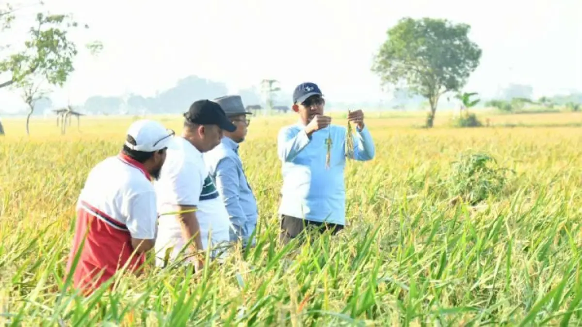MERAKYAT: Bupati Achmad Fauzi Wongsojudo meninjau tanaman padi di Desa Parsanga, Kecamatan Kota Sumenep, pada Rabu (6/8/2025).