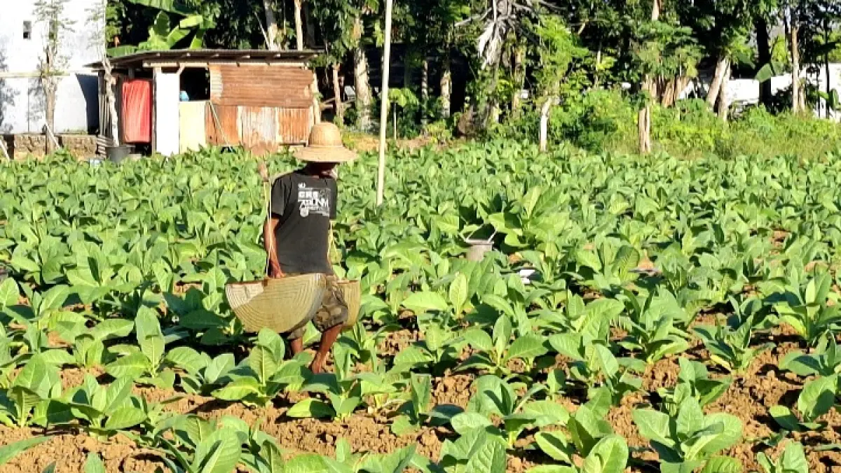 HIJAU: Petani tembakau di Desa Pandian, Kecamatan Kota Sumenep, tengah merawat tanamannya pada Minggu (12/7). (MOH. LATIF/JPRM)