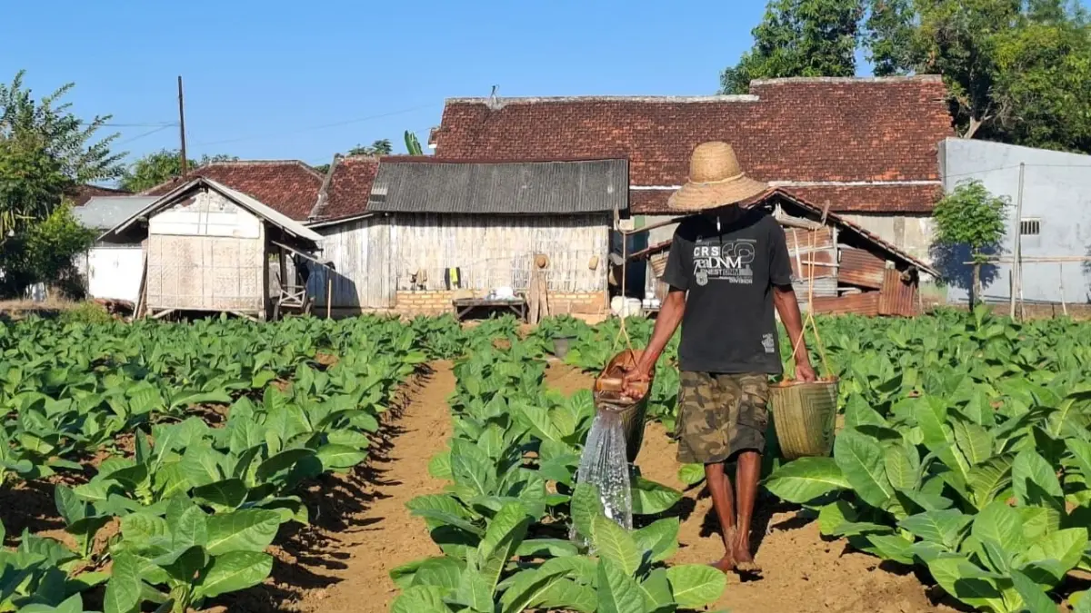 SUBUR: Seorang petani tengah menyiram tembakaunya di Desa Pabian, Kecamatan Kota Sumenep, Minggu (12/7).