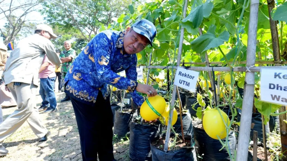 MANIS: Rektor UTM Prof. Dr. Safi tampak memetik buah melon varietas Golden Alisha Jumat (17/7). (UTM UNTUK JPRM)