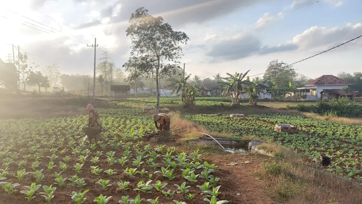 DAUN EMAS: Petani tengah merawat tembakaunya di Desa Ellak Daya, Lenteng, Sumenep, Jumat (17/7).
