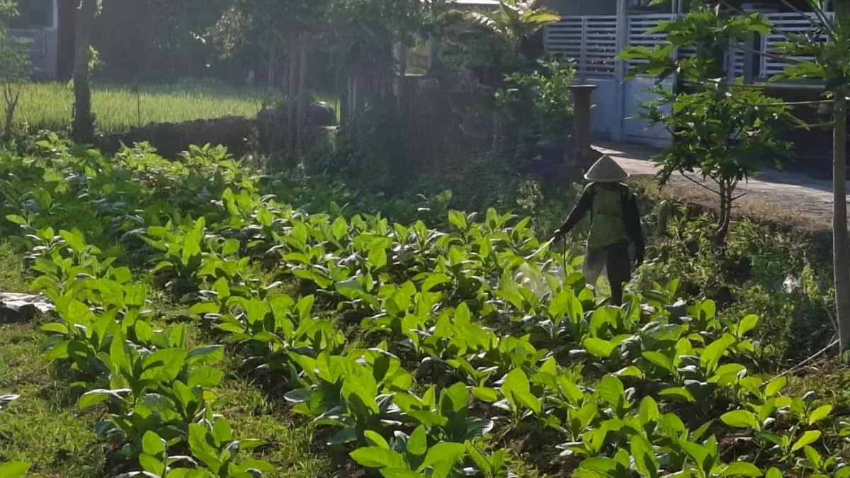 HIJAU: Seorang petani tengah melakukan penyemprotan pada tembakaunya di Desa Pabian, Kecamatan Kota Sumenep, Jumat (17/7).