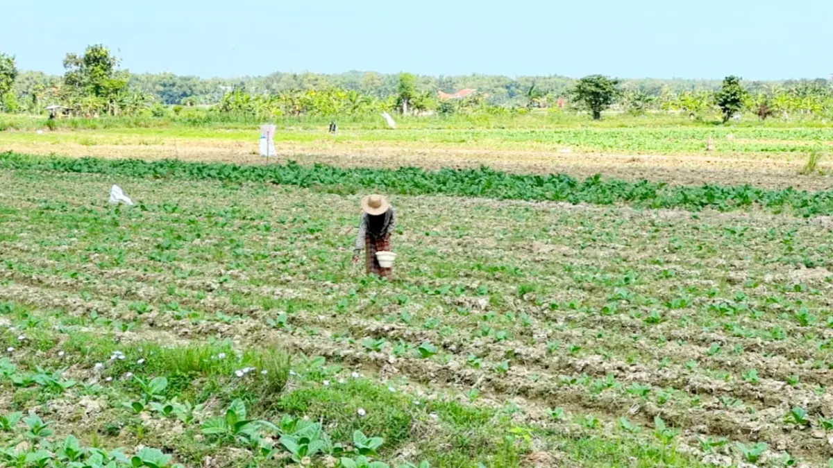 DAUN EMAS: Petani di Desa Jalmak, Kabupaten Pamekasan, sedang melakukan perawatan tanaman tembakaunya, Minggu (19/7).&nbsp;(M. KHOLIL RAMLI/JPRM)