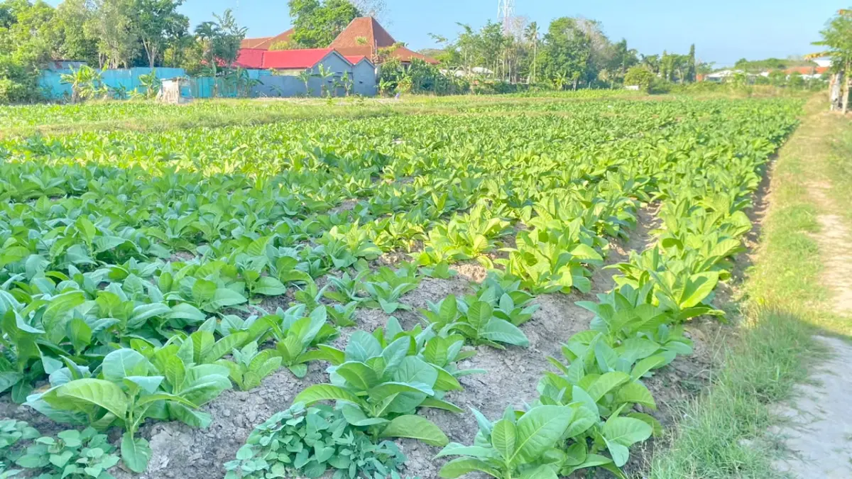 TERAWAT: Tanaman tembakau tumbuh subur di area sawah Kelurahan Gunung Sekar, Sampang, Selasa (21/7).&nbsp;