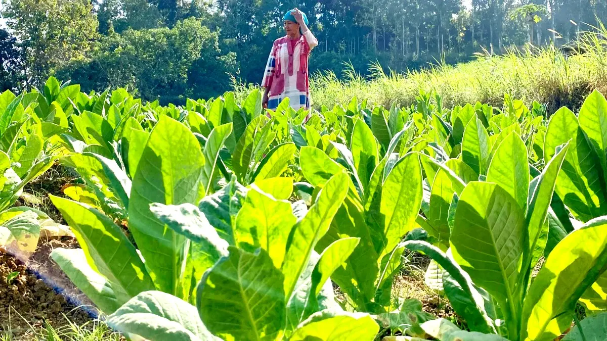 TERIK: Petani berada di lahan tembakau miliknya di Desa Waru Timur, Kecamatan Waru, Pamekasan, Jumat (24/7). (MOH. IQBAL AFGANI/JPRM)