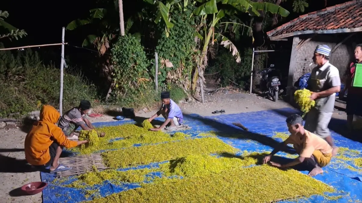 DAUN EMAS: Sejumlah pekerja sedang menata hasil rajangan tembakau di Desa Baddurih, Kecamatan Pademawu, Minggu (26/7).