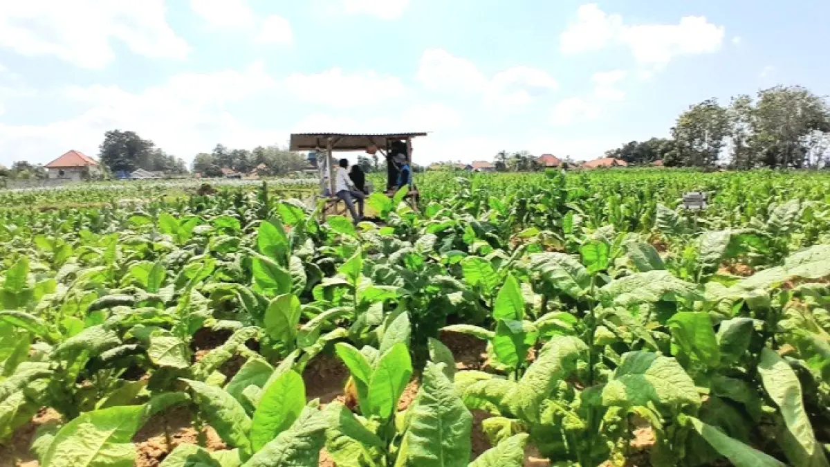 DAUN EMAS: Petani di Desa Samatan, Kecamatan Proppo, Pamekasan, sedang bersantai di gubuknya, Minggu (26/7). (M. KHOLIL RAMLI/JPRM)