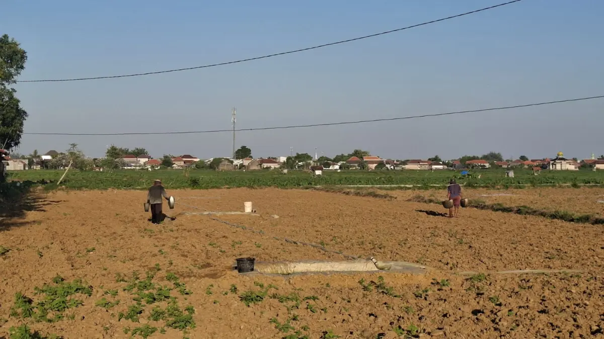 USAHA: Petani tengah menyiram tembakau di Desa Babbalan, Kecamatan Batuan, Sumenep.
