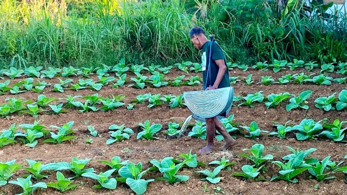 TELATEN: Petani tembakau menyiram tanaman miliknya di Desa Waru Barat, Kecamatan Waru, Kamis (30/7). (MOH. IQBAL AFGANI/JPRM)