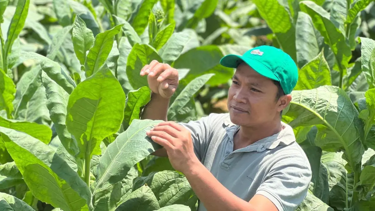 PENUH HARAP: Seorang petani sedang memperhatikan kondisi tembakau miliknya di Desa Babbalan Kecamatan Batuan, Sabtu (8/8).
