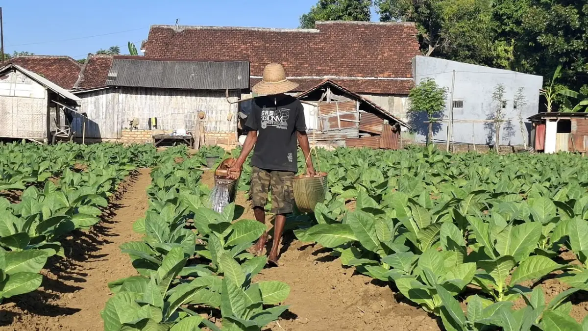 TANPA LELAH: Seorang petani sedang menyiram tembakau di kebunnya yang berlokasi di Desa Pabian Kecamatan Kota, Sabtu (8/8).