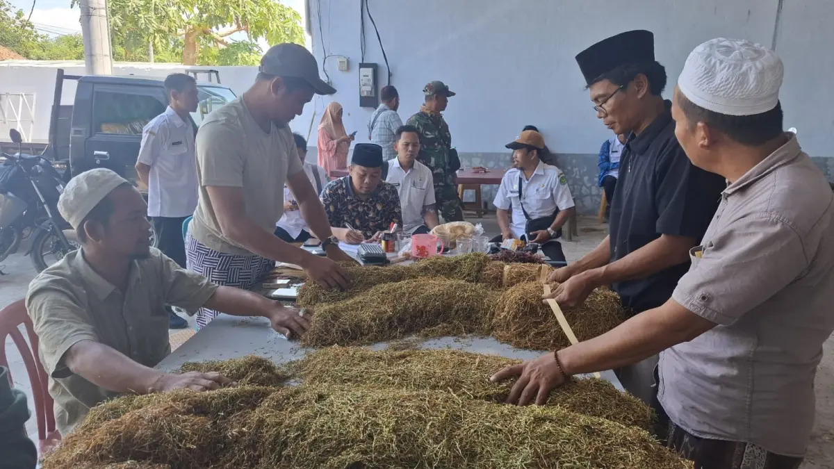 DAUN EMAS: Petugas saat turun langsung ke gudang pembelian tembakau Desa Prancak, Kecamatan Pasongsongan, Sumenep, Senin (10/8).