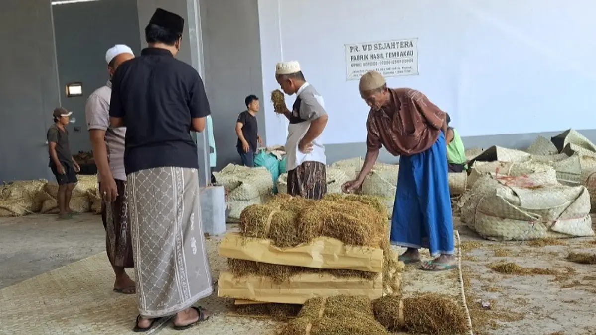 KOMODITAS MUSIMAN: Petugas gudang tengah membuka bungkus tembakau rajangan di Desa Prancak, Pasongsongan, Sumenep, Rabu (12/8). (MOH. LATIF/JPRM)
