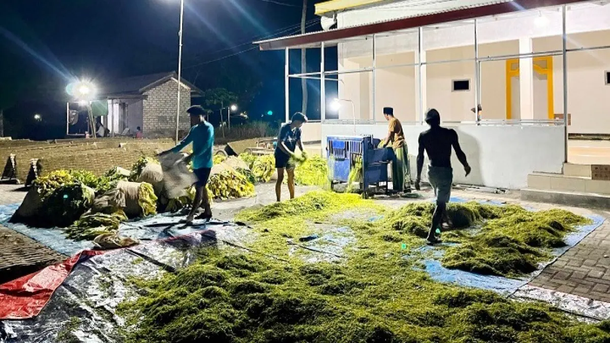 DAUN EMAS: Petani menggiling tembakau miliknya di Kecamatan Pakong, Pamekasan, Senin (10/8). (MOH. IQBAL AFGANI/JPRM)