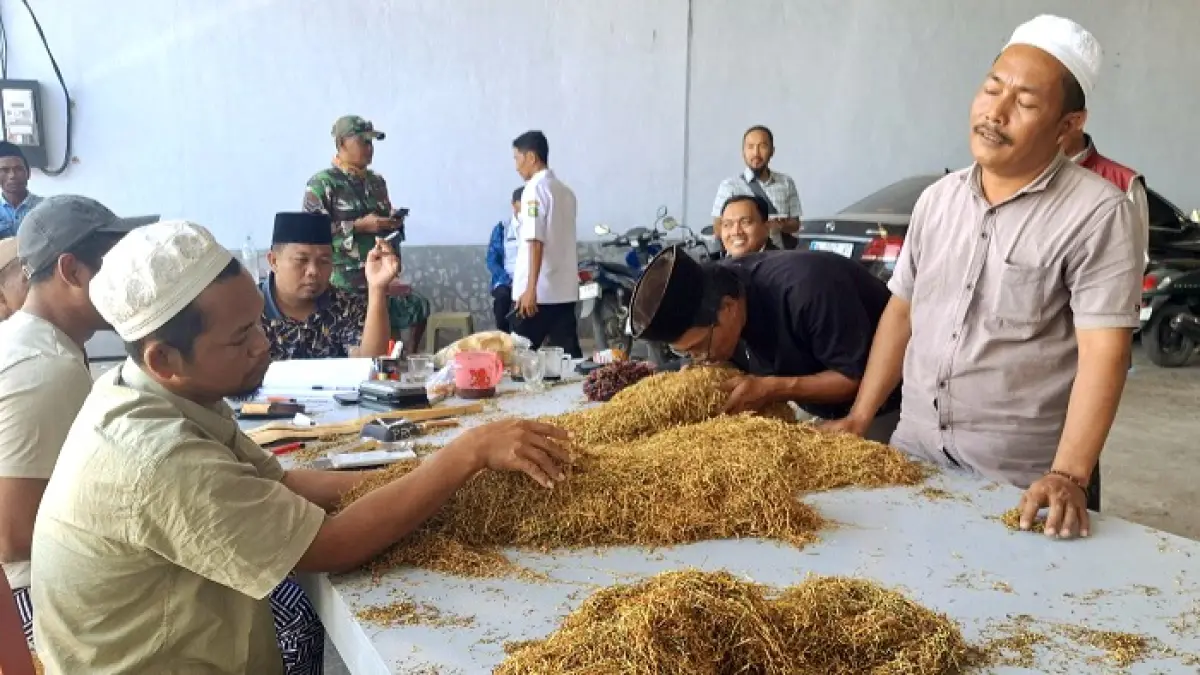 HASIL PANEN: Pedagang sedang memeriksa kualitas tembakau petani di Desa Prancak, Pasongsongan, Sumenep, Rabu (12/8). (MOH. LATIF/JPRM)