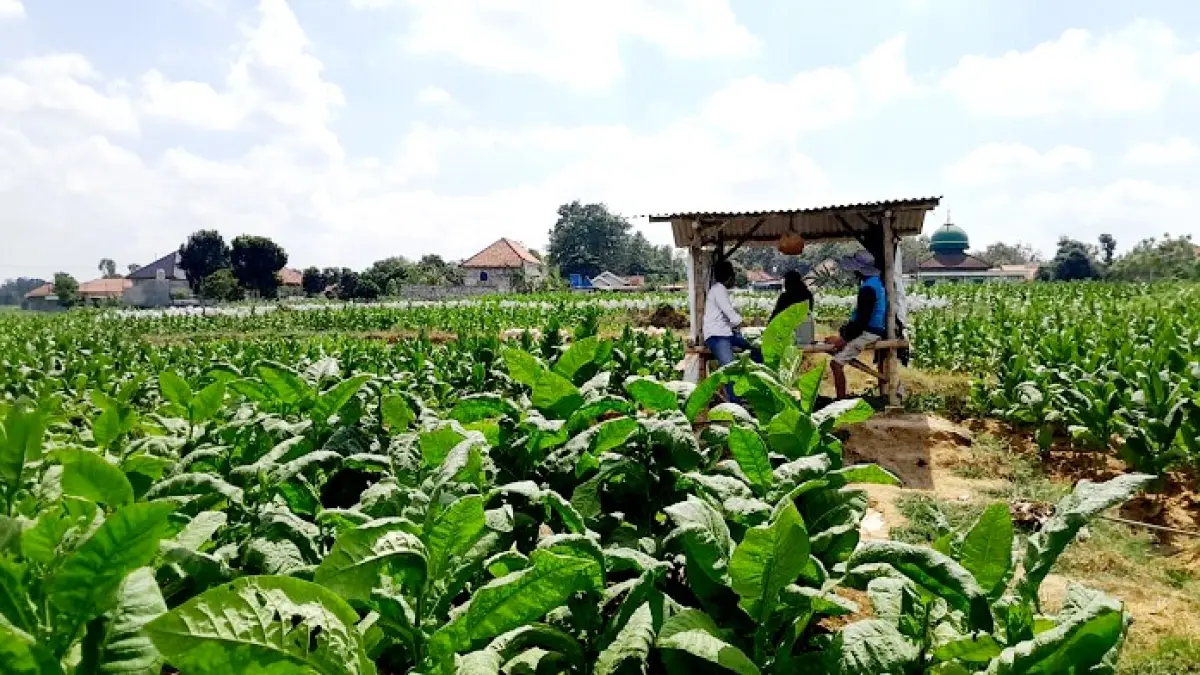 DAUN EMAS: Sejumlah petani saat berada di ladang tembakaunya di Desa Samatan, Kecamatan Proppo, Pamekasan. (M. KHOLIL RAMLI/JPRM)