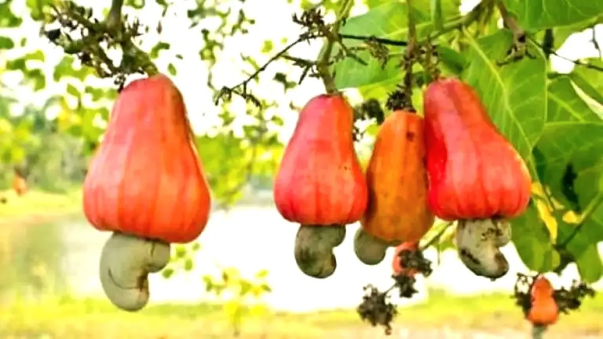 Ilustrasi Jambu Mete (BatamPos)