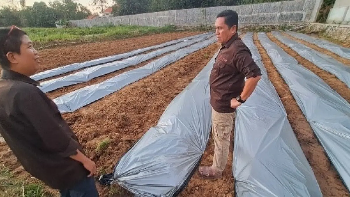 SERIUS: Tim Pelaksana Pengabdian UTM meninjau demplot budidaya buncis berbasis irigasi tetes di Desa Rek Kerrek, Pamekasan.
