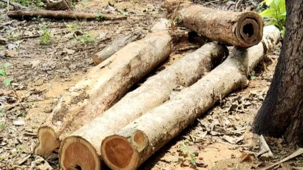 BARANG BUKTI: Keberadaan kayu yang dicuri oleh ketiga pelaku di Desa/Kecamatan Nonggunong, Sumenep. (HERI NORMANSYAH UNTUK JPRM)