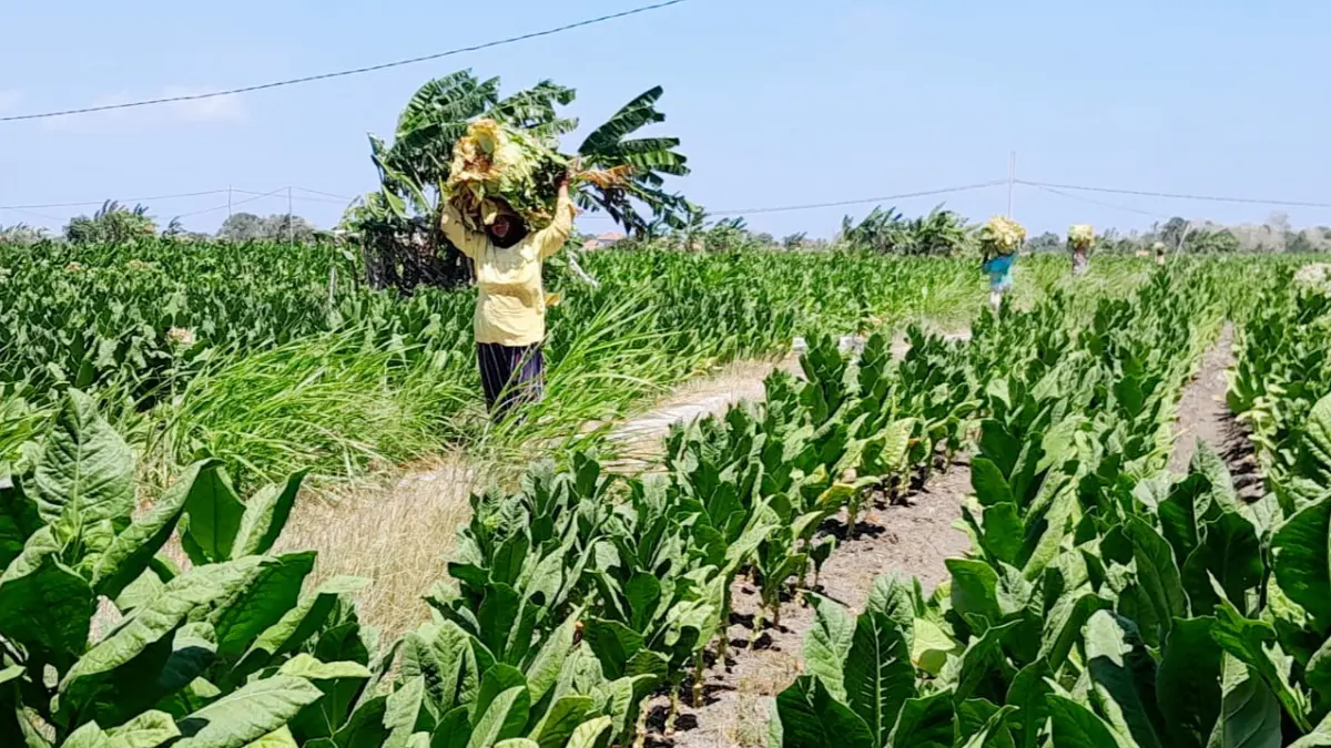 MASA PANEN: Buruh tani tembakau menyunggi hasil panen menuju jalan raya di Desa Konang, Kecamatan Galis, Pamekasan, Rabu (19/8). (M. KHOLIL RAMLI/JPRM)
