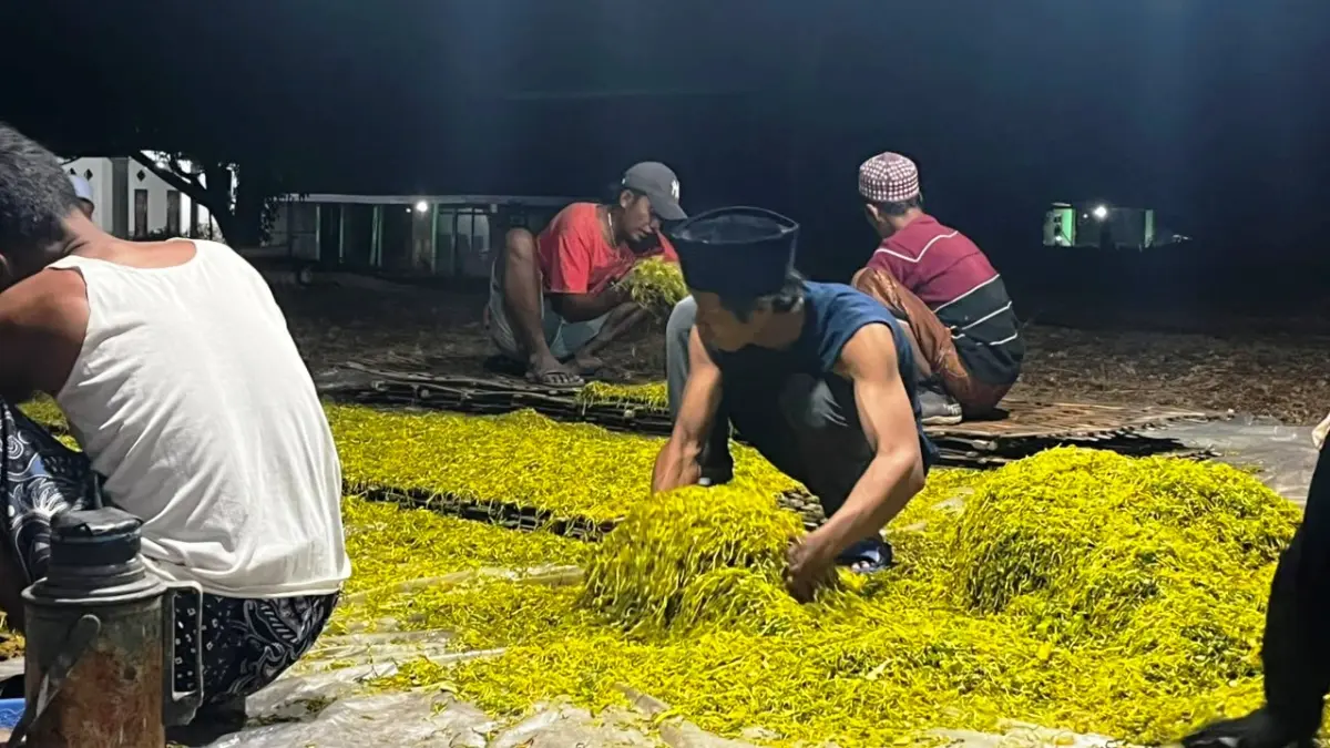 PRODUKTIF: Masyarakat saat merapikan tembakau rajangan di Desa Rabasan, Kecamatan Camplong.