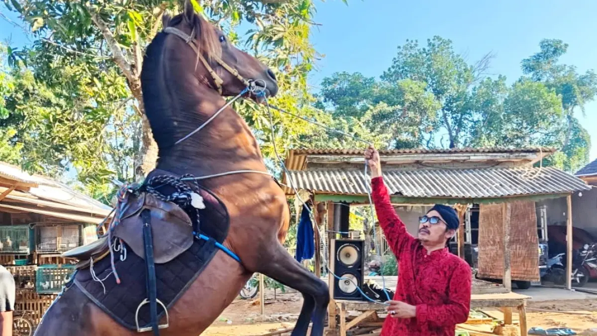 ATRAKTIF: Mulyadi saat melatih kudanya berdiri di Desa Matanair, Kecamatan Rubaru, Sumenep, .