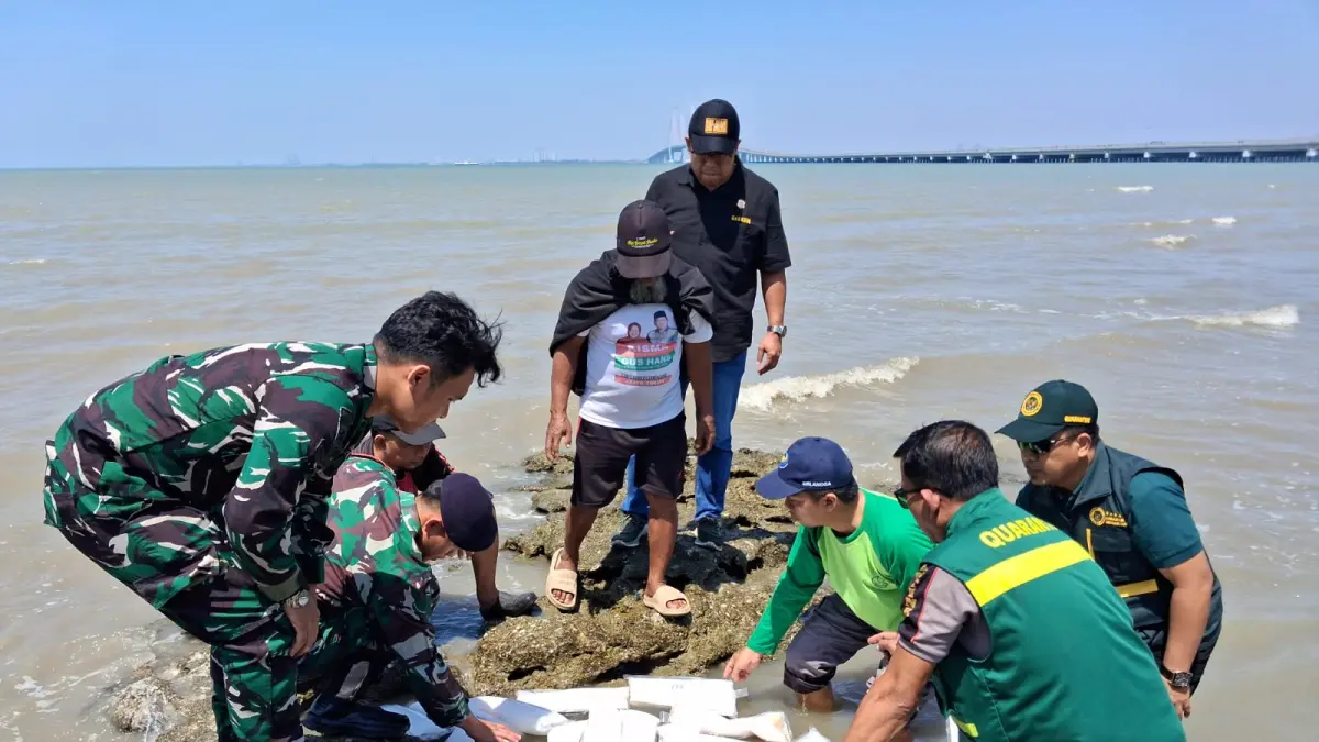 LEPAS: Balai Karantina Hewan, Ikan, dan Tumbuhan Jawa Timur bersama petugas gabungan lainnya merilis bibit lobster di pantai Bangkalan, Jawa Timur.