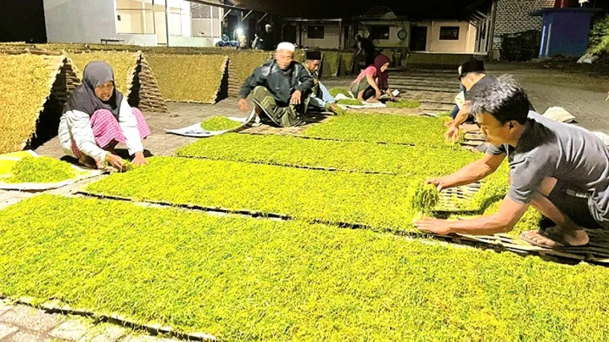 MUSIM PANEN: Warga meletakkan tembakau hasil rajangan ke wadah pengeringan di Kecamatan Pakong, Pamekasan, Rabu (12/8). (MOH. IQBAL AFGANI/JPRM)