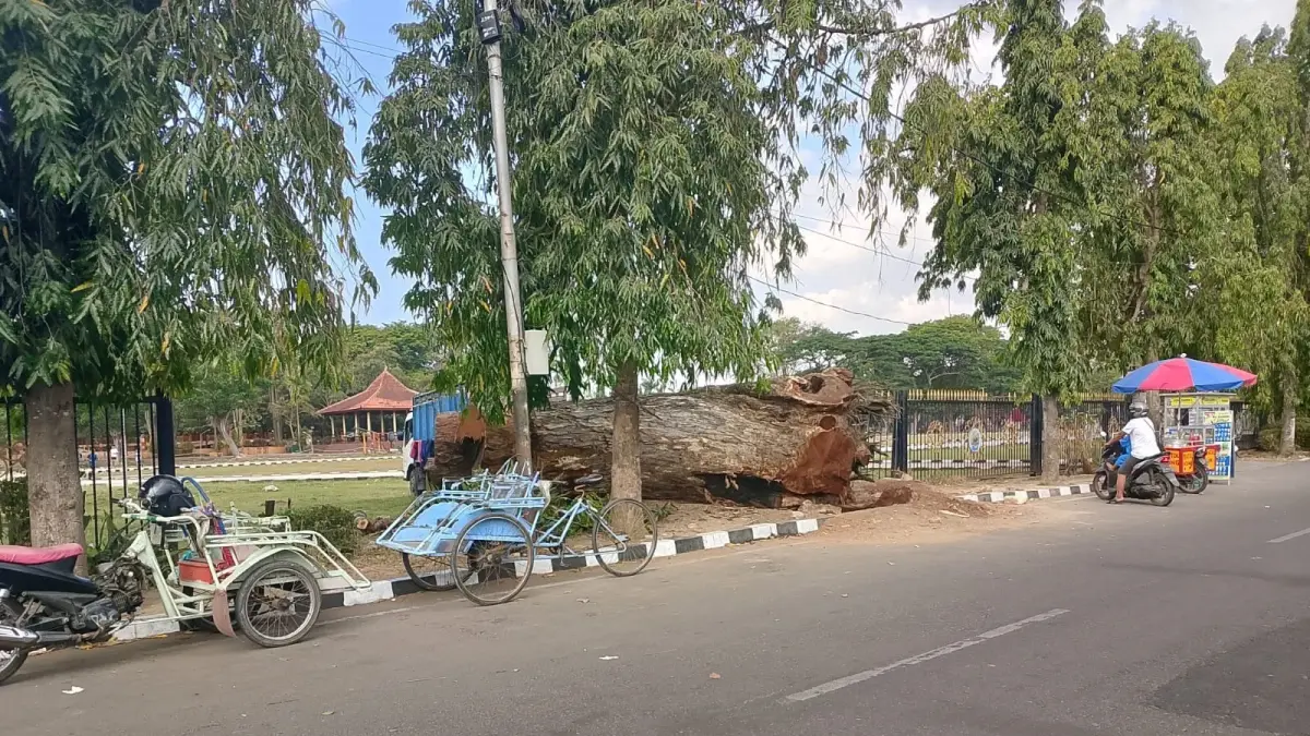 ASET DAERAH: Pekerja tampak menebang pohon di area Alun-alun Bangkalan, Senin (31/8).
