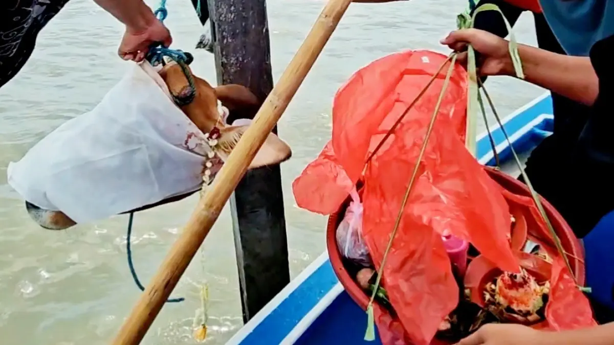 LARUNG LAUT: Warga memancangkan kepala sapi ke tiang di tengah laut saat rokat tase’ di Kampung Bandaran, Kelurahan Pejagan, Bangkalan, Minggu (30/8). (HENDRI TEMALA UNTUK JPRM)