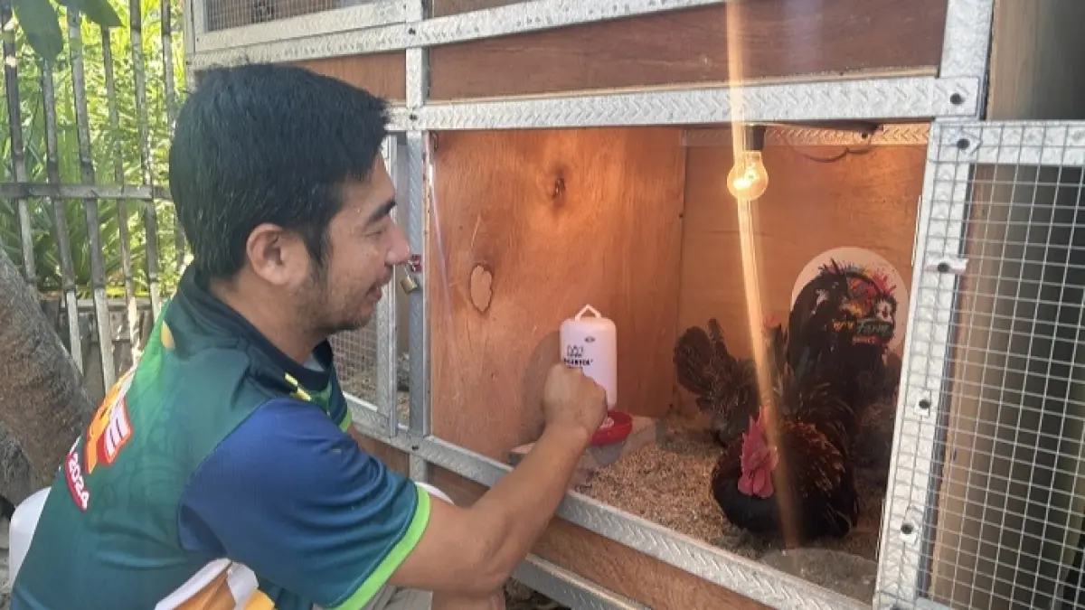 DIPELIHARA: Ayam kate chabo milik Lukman saat diberi pakan di kandangnya.