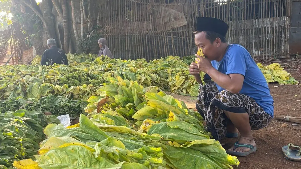 MUSIM PANEN: Ketua APTI Kabupaten Bangkalan Moh. Sugianto tengah mengecek tembakau yang sudah siap dirajang, Selasa (1/9).