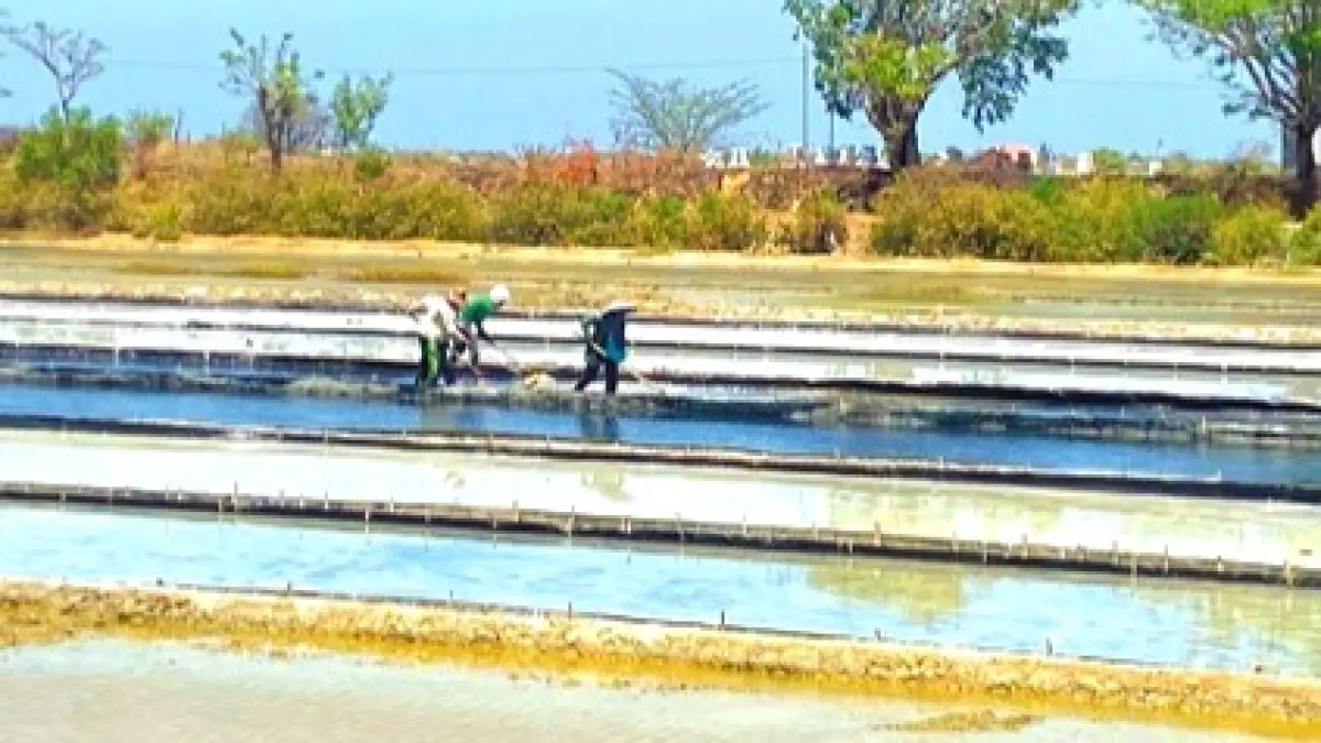 PERAS KERINGAT: Pekerja saat menggarap tambak untuk proses produktivitas garam di Jalan Makboel, Kamis (3/9). (AYU LATIFAH/JPRM)
