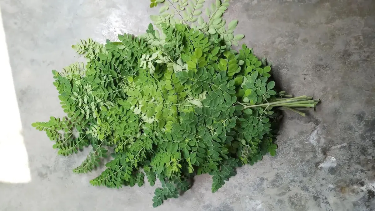 Daun Kelor. 