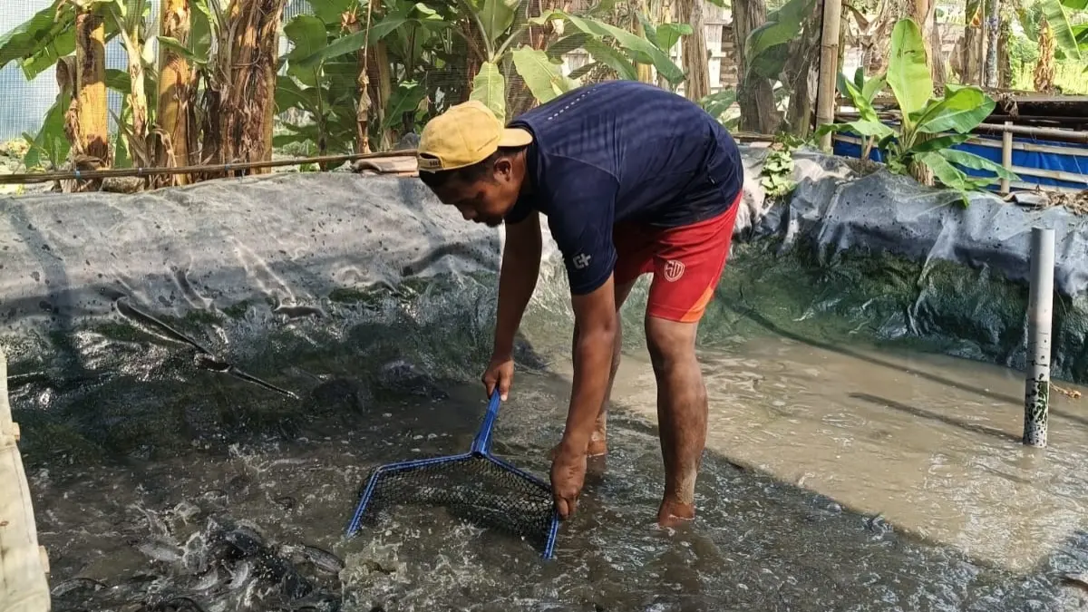 MASA PANEN: Achmad Jadid memanen lele hasil budidaya di Dusun Tengah, Desa Terrak, Kecamatan Tlanakan, Pamekasan, Rabu (9/9).