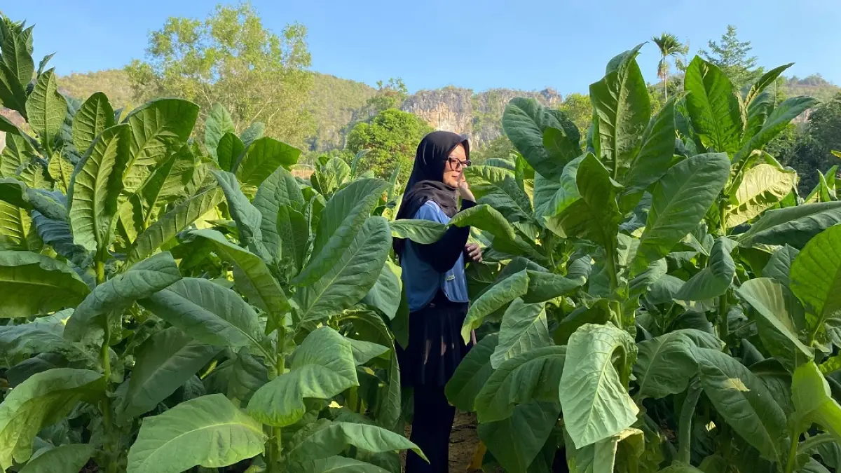 HIJAU: Warga berfoto di dekat tanaman tembakau di Desa Waru Barat, Kecamatan Waru, Rabu (9/9).