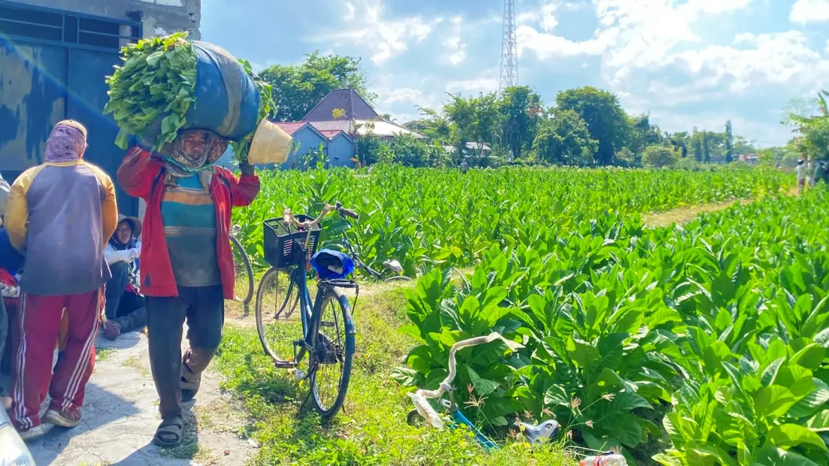 SUBUR: Petani saat mengangkut hasil panen tembakau di Kelurahan Gunung Sekar, Sampang, Minggu (13/9).