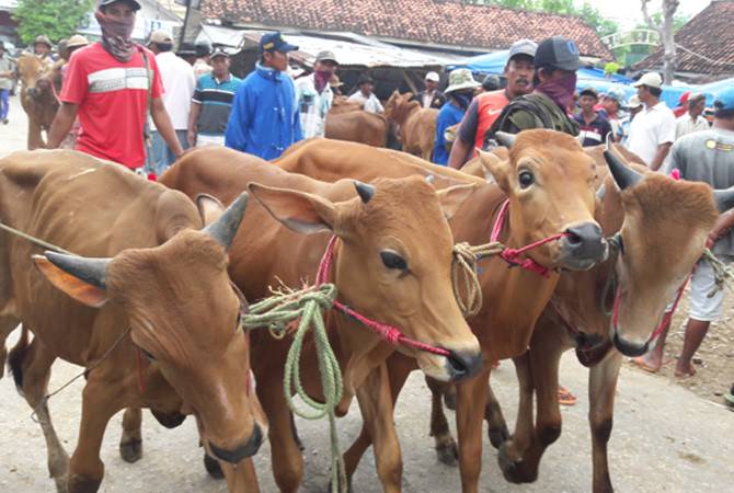 Ingat, Dilarang Sembelih Sapi Betina Produktif