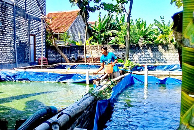 Ketika Usaha Budi Daya Ikan Lele Menjanjikan