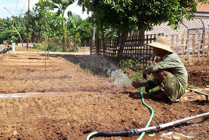 Petani Mulai Lakukan Pembibitan Tembakau