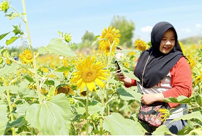 Kebun Bunga Matahari Tarik Wisatawan