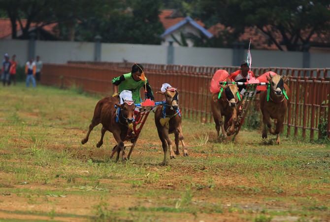 48 Sapi Kerap Adu Kecepatan Berebut Tiket Piala Presiden